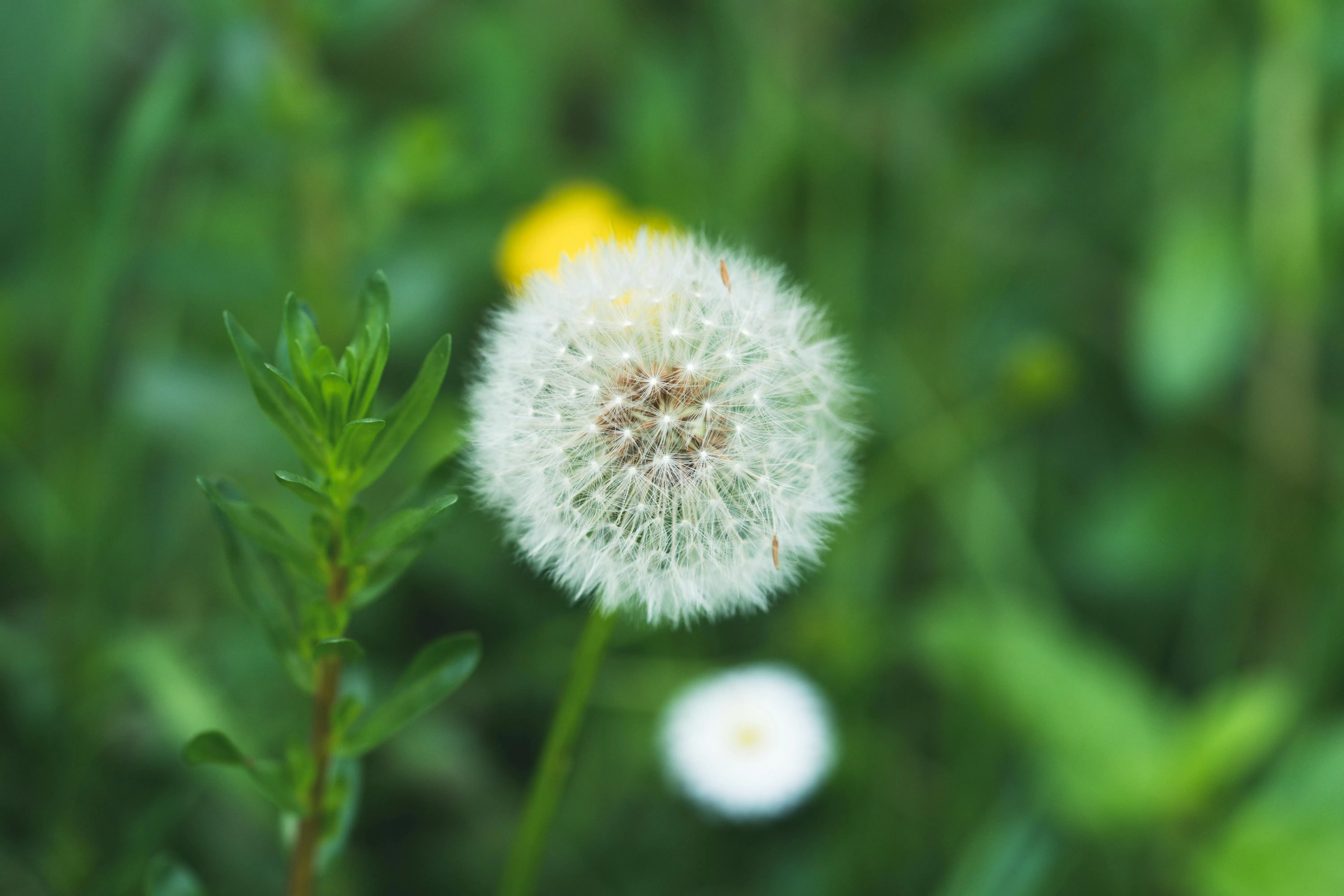 The Garden Effect: Why It’s a Key Selling Point for UK Homes
